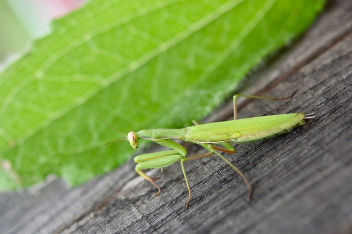 ทำนายฝัน ฝันเห็นตั๊กแตน ฝันเห็นตั๊กแตนต่อยมวย มีเลขเด็ดอะไรบ้าง
