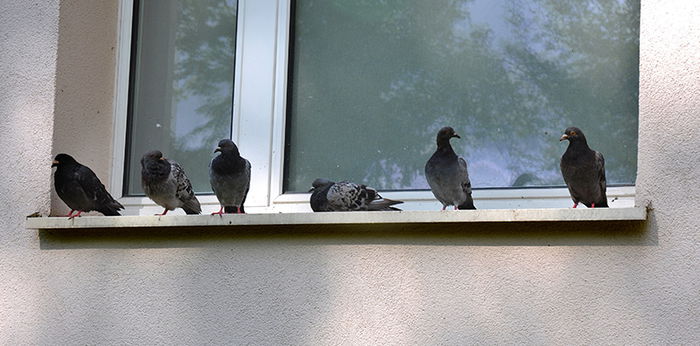 ไล่นกพิราบอย่างไร? วิธีไล่นกพิราบ จากไปไม่กลับมาอีกเลย!