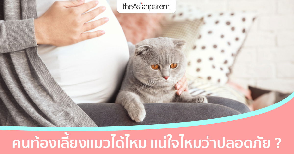 คนท้องเลี้ยงแมวได้ไหม เป็นทาสแมวตอนท้องอันตรายถ้าไม่ระวัง