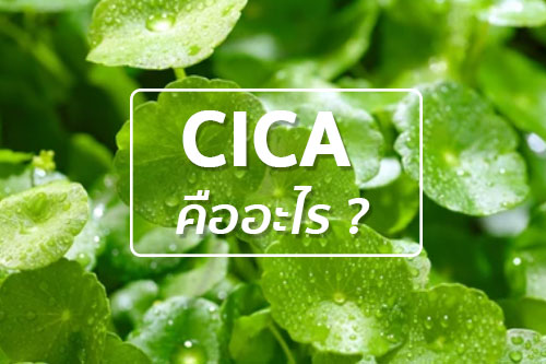 CICA คืออะไร