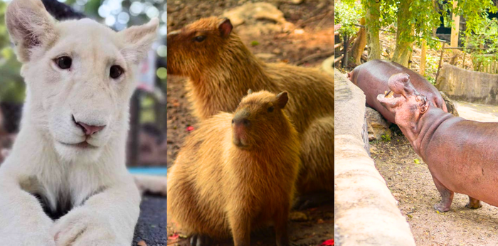 15 สวนสัตว์สำหรับเด็ก พาลูกไปเที่ยวสวนสัตว์ ส่งเสริมการเรียนรู้เรื่องสัตว์