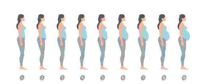 พุงคนท้องแต่ละเดือน