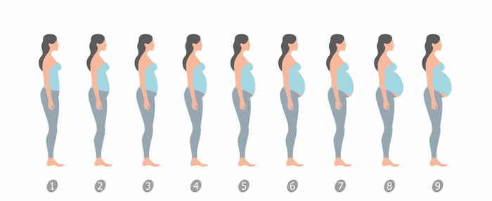 พุงคนท้องแต่ละเดือน