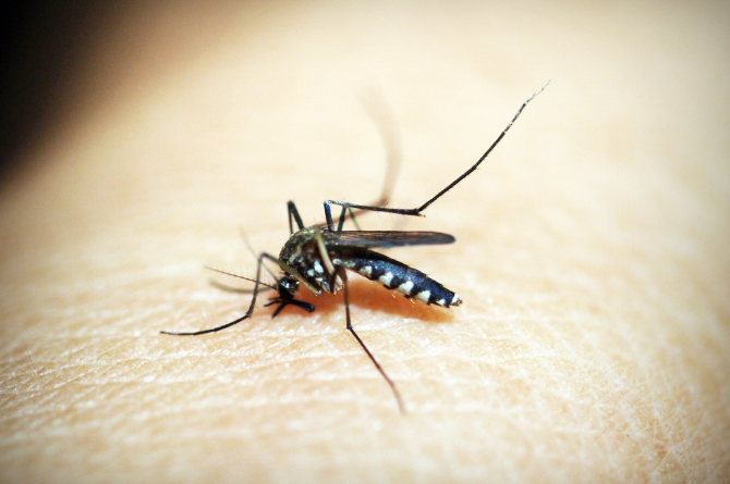 โรคจากยุง