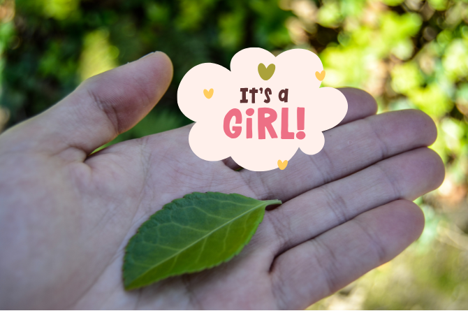 ทายเพศลูกจากใบไม้