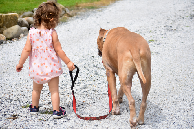 เด็กกับพิตบูล