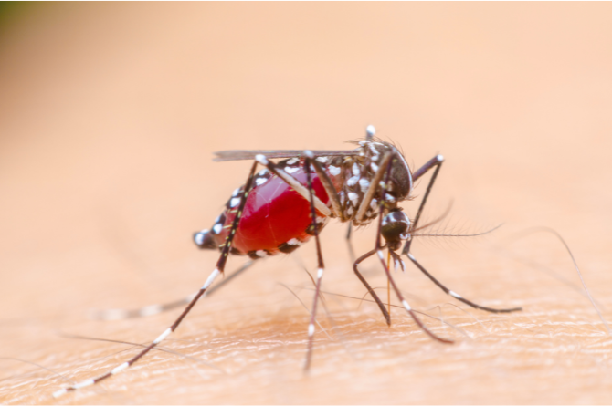 วิธีป้องกันยุง