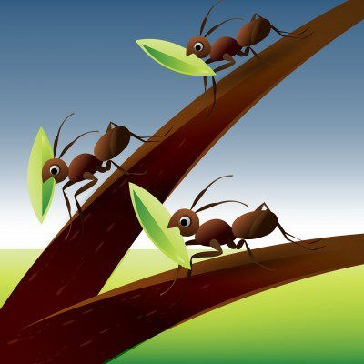 How to stop ant infestations
