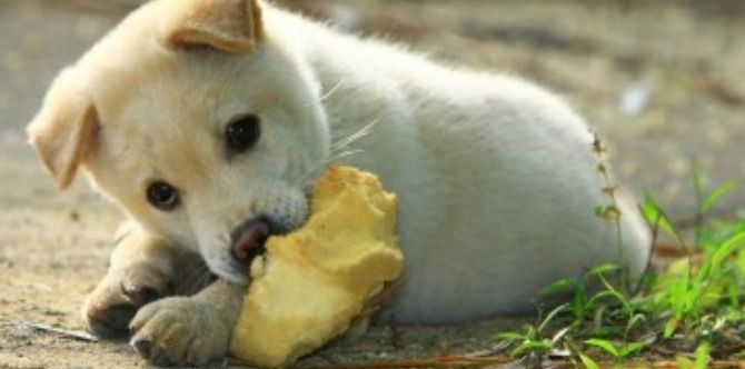 How to prepare your pet for your baby’s arrival