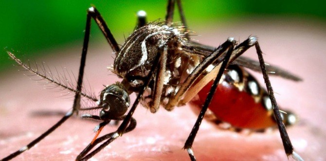 Wanita Hamil Antara Yang Positif Virus Zika Di Malaysia, Anda Harus Lebih Berhati-Hati