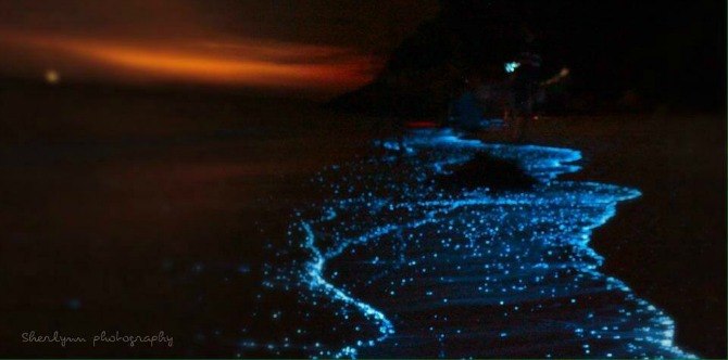 Gemerlapan Cahaya Biru Di Pantai Pulau Sembilan