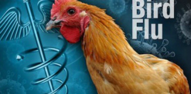 Malaysia dilaporkan dengan wabak H5N1 yang sangat mudah berjangkit