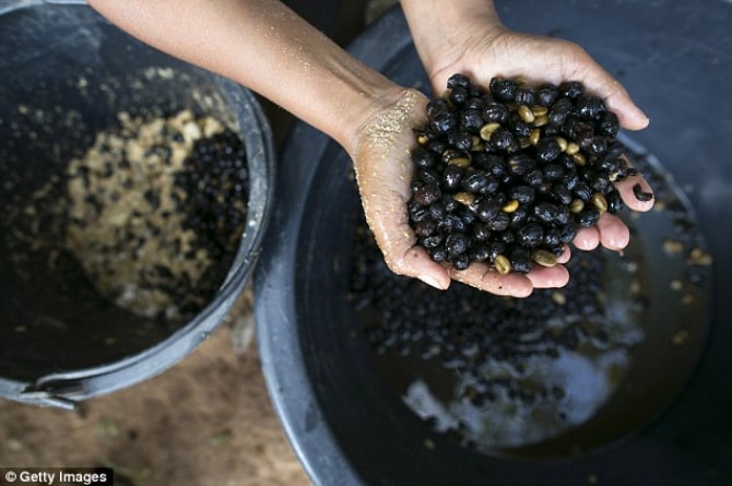 kopi najis gajah