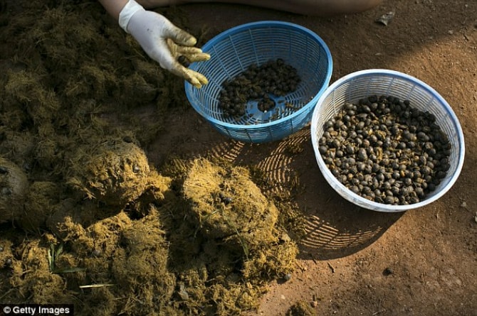 kopi paling mahal
