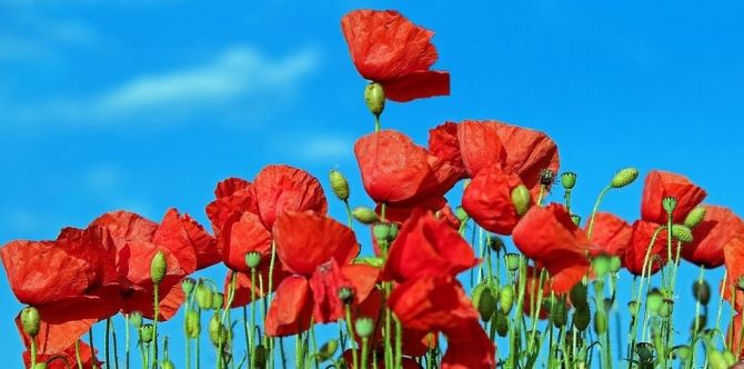 Adakah Anda Punyai Sindrom Tall Poppy? Ini Yang Anda Perlu Tahu Mengenainya