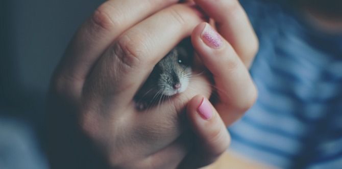 Binatang peliharaan yang sesuai untuk kanak-kanak dengan alahan