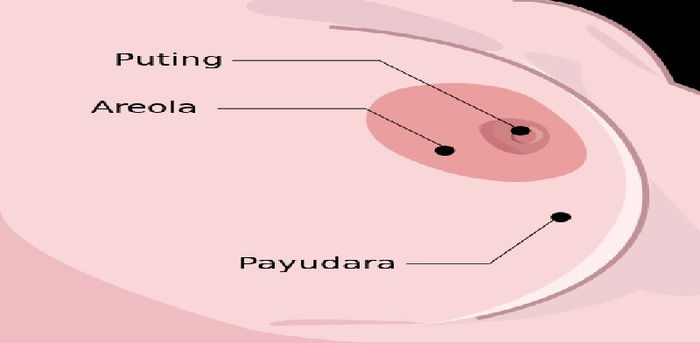 Adakah saiz areola setiap wanita mempunyai maksud yang berbeza?