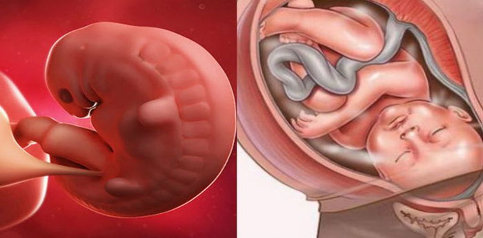 Perkembangan Janin Dari 0 Hingga 42 Minggu - Ibu Hamil WAJIB Tahu