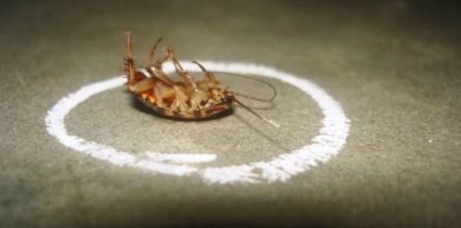 10 safe and natural remedies to repel cockroaches