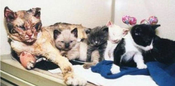 Kasih Ibu Kucing Yang Tak Ternilai, Sanggup Redah Api 5 Kali Selamatkan Anaknya...