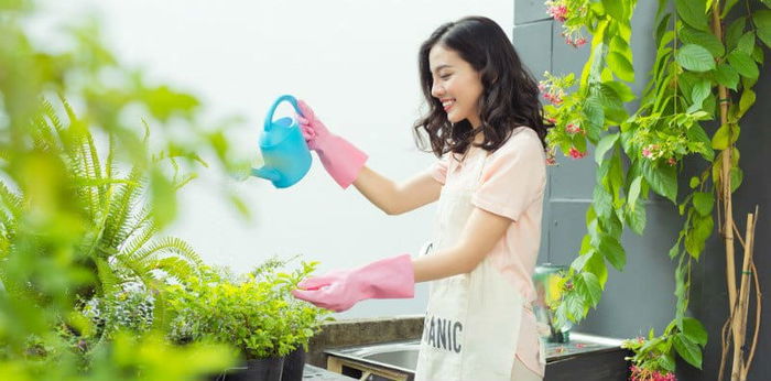 7 Tanaman Dalam Rumah Yang Berfungsi Sebagai Pembersih Udara Semula Jadi