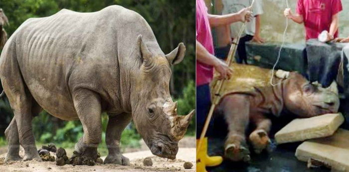 Tam, Badak Sumatra Jantan Terakhir Di Malaysia Meninggalkan Kita... Sedihnya!