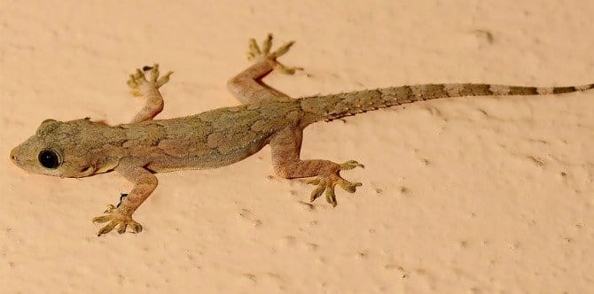 Want To Rid Your Home Of Lizards? Here Are Some Easy Tips From A New Mum!