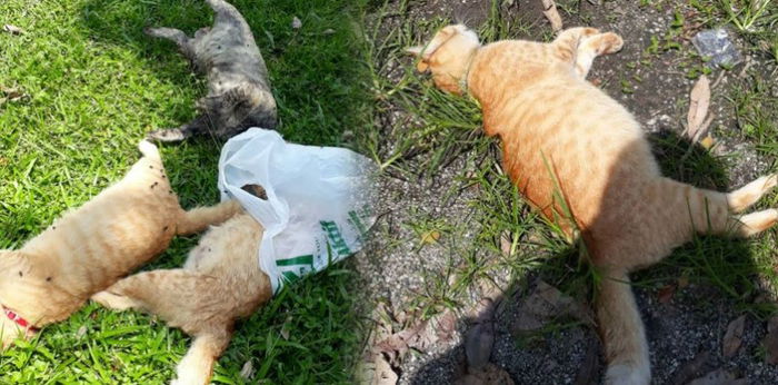 3 Anak Kucing Mati Ditemui Kaki Diikat, Apa Dosanya Diperlakukan Begini, Manusia?