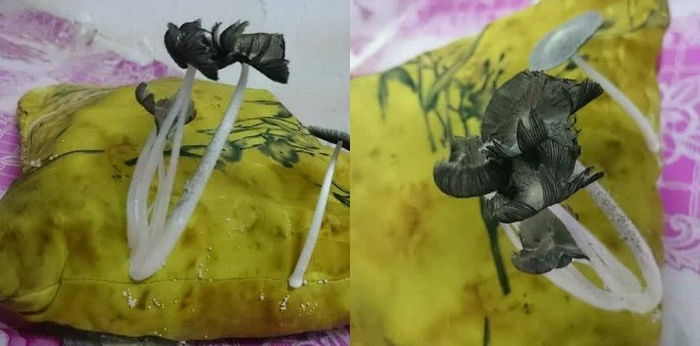 Bantal Busuk Lama Sangat Tak Basuh Sampai Naik Cendawan! Ini Cara Jaga Bantal Dengan Betul