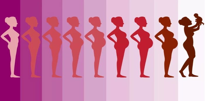 How your body makes space for the growing baby: A visual guide