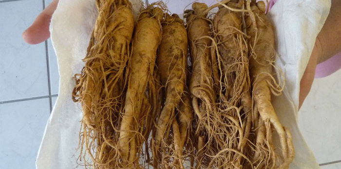 Ginseng Korea Terbukti Mempertingkatkan Kesihatan Tulang, Ini Buktinya!