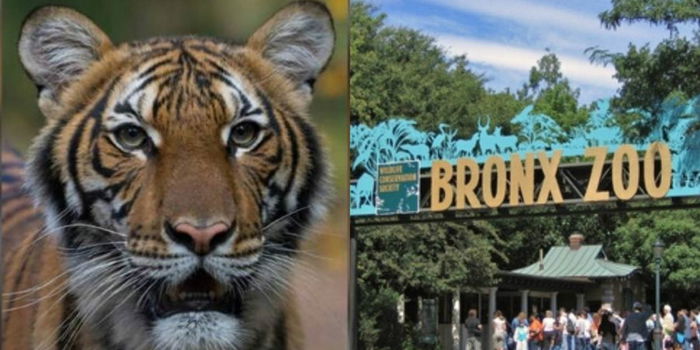 Harimau Malaya Disahkan Positif Covid-19, Menerima Jangkitan Dari Pekerja Zoo