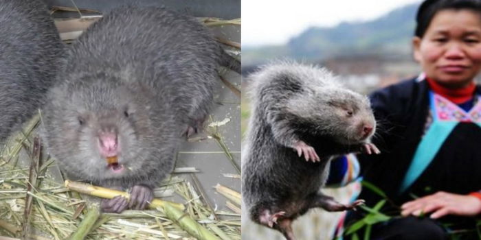 Tak Habis-Habis, Masyarakat China SYOK Teruskan Tradisi Makan Tikus Buluh Disebabkan Ini!