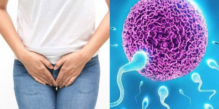 Betapa Hebat CiptaanNya, Setiap Wanita Memiliki 11 Organ Untuk Proses Persenyawaan