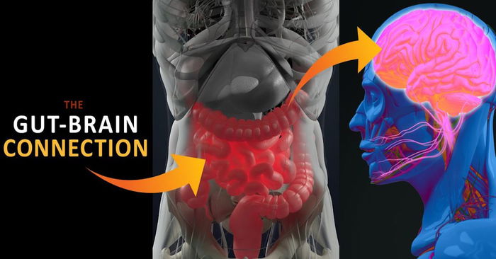Is Our Gut Our 2nd Brain? The Mind-Gut Connection Explained