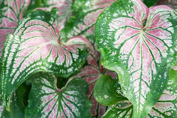 CALADIUM