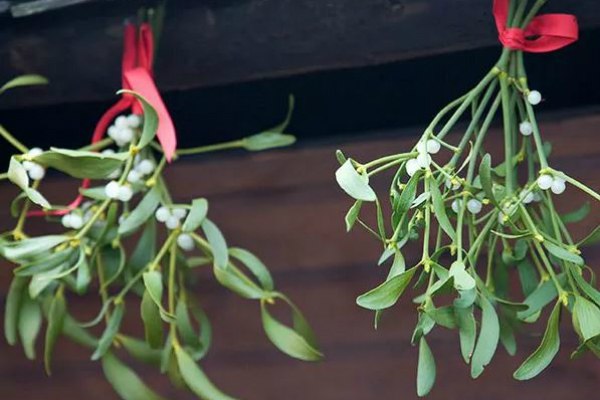 Mistletoe