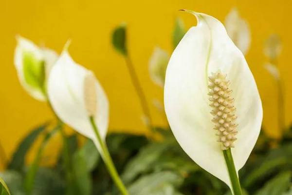 PEACE LILY
