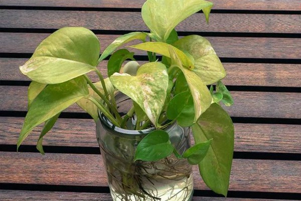 indoor plant beracun