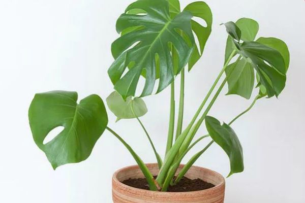 risiko pokok beracun