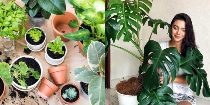 11 Jenis Pokok Hiasan Rumah Yang Bahaya & BERACUN, No.5 Paling Ramai Tak Tahu!