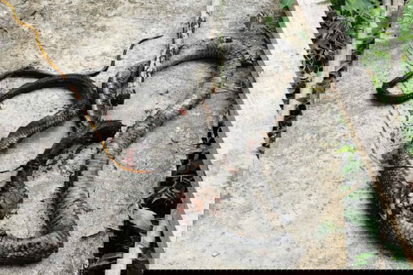 Yoyilgan eshaklarning fotosuratlari Qadimgi Fero bilan jinsiy aloqa