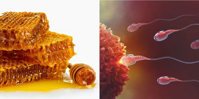 Khasiat Madu Lebah Untuk Lelaki, Boleh Tingkatkan Jumlah & Kualiti SPERMA!