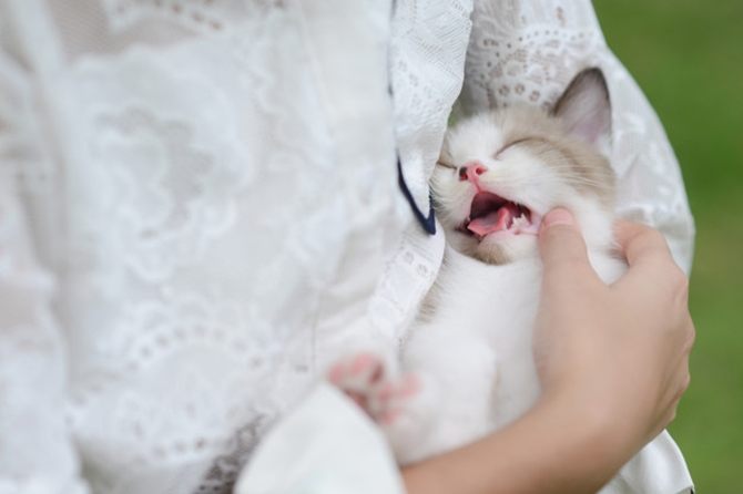 Why Every Child Should Have a Pet