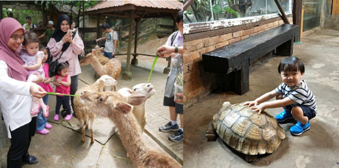 Senarai Petting Zoo Selangor & Kuala Lumpur, Anak Pasti Seronok Dapat Pegang Haiwan!