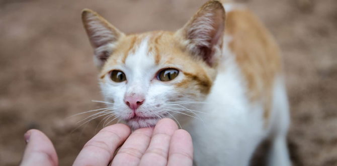 Anak Diserang Sawan Lepas Main Kucing Sakit, Doktor Ambil Air Tulang Belakang & Terpaksa Ditidurkan