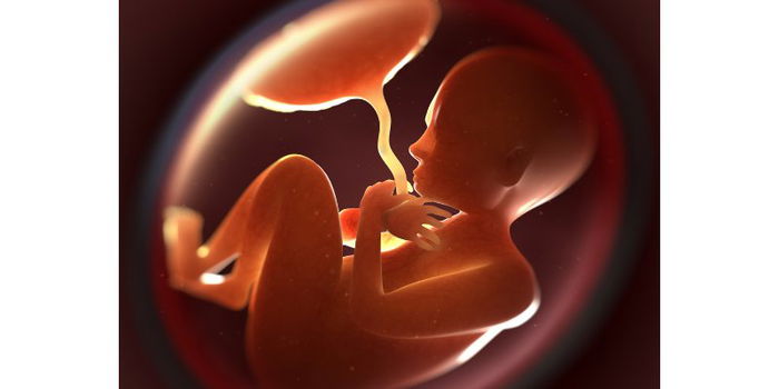 The Placenta's Important Role in Pregnancy