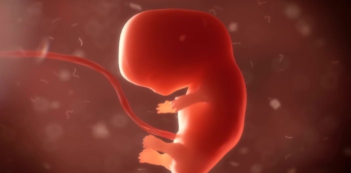 Embryo vs Fetus vs Baby: What’s the Difference and at Which Stage Is Your Pregnancy In?