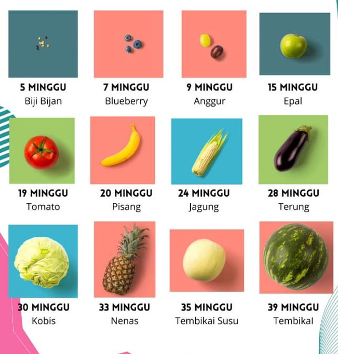 perkembangan janin dalam kandungan