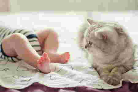 introducing pets to newborn